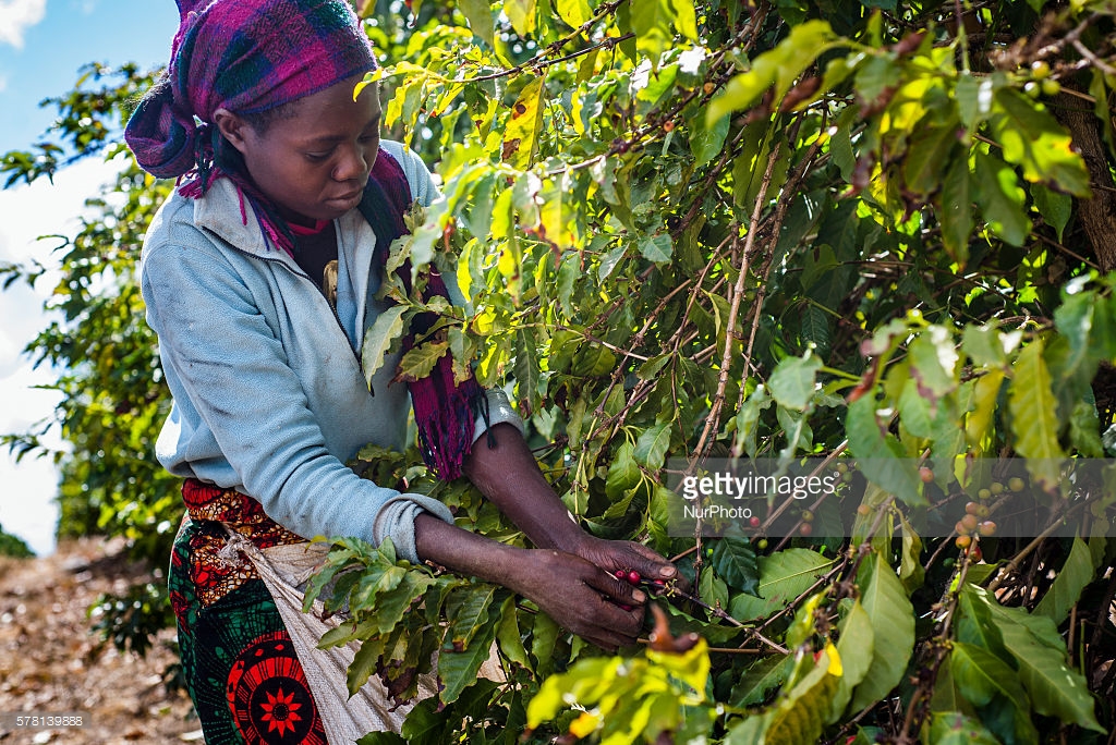 Coffee, Fair Trade and Global Warming