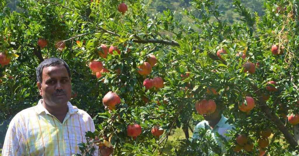 Climate Change is Changing the Way Apples are Being Produced. Here’s How
