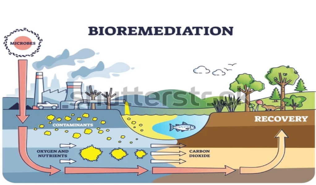 BIOREMEDIATION – Harnessing Microbial Potential for Environmental Cleanup
