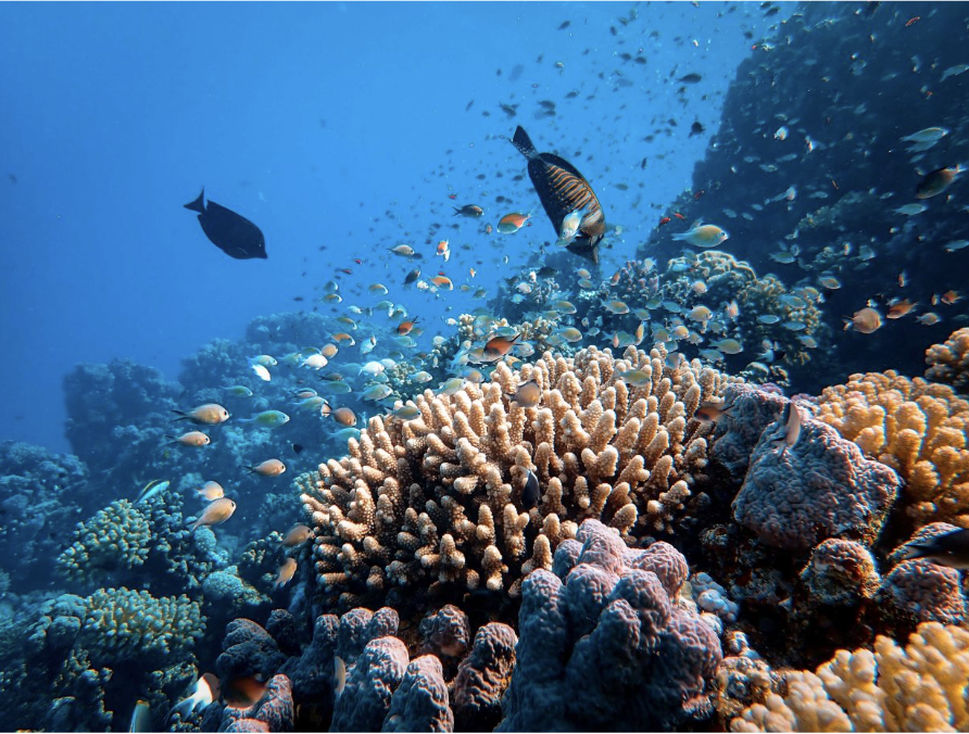 Economic Implications of Coral Reef Decline – NICKELED AND DIMED